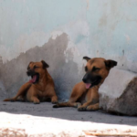 Encuentran ocho perros muertos en la colonia Primero de Mayo de Torreón: denuncian envenenamiento