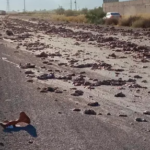 Tonelada y media de vísceras quedan regadas tras accidente de tráiler en Gómez Palacio