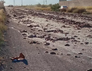 Tonelada y media de vísceras quedan regadas tras accidente de tráiler en Gómez Palacio