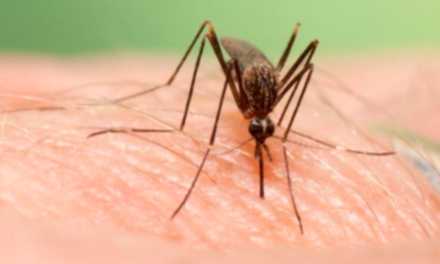 Torreón encabeza casos de dengue en Coahuila: 272 casos y una muerte