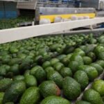 EU cede vigilancia de aguacates a México en medio de creciente violencia en Michoacán