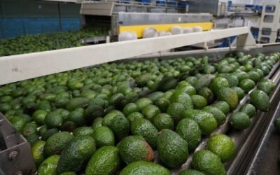 EU cede vigilancia de aguacates a México en medio de creciente violencia en Michoacán