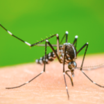 Suman 1,603 casos de dengue y ocho fallecimientos en Coahuila