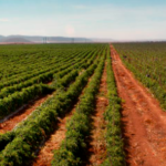 Productores de La Laguna enfrentan severa crisis por falta de agua: solo podrán sembrar media hectárea cada uno