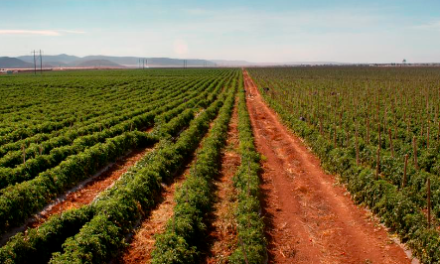 Agricultura en La Laguna: crisis por el nivel de las presas y el nulo apoyo del gobierno federal