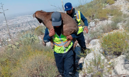 Perro explorador de Ruta de la Noas en Torreón es rescatado por los bomberos: estaba deshidratado y no podía moverse