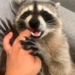 ¿Lo has visto? Mapache de familia en Parras de la Fuente, Coahuila, está desaparecido