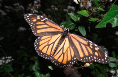 Disminuye la migración de mariposas monarca en Saltillo, Coahuila