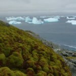 El avance de la vegetación en la Antártida: una prueba del impacto del cambio climático