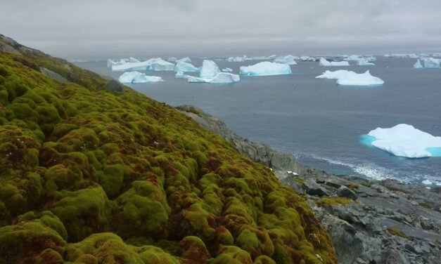 El avance de la vegetación en la Antártida: una prueba del impacto del cambio climático