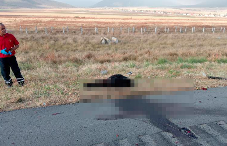 Accidente vial en Coahuila: oso es atropellado en la carretera 57