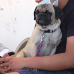 Crece la preocupación en Múzquiz, Coahuila, por ataques a mascotas; exigen mayor vigilancia