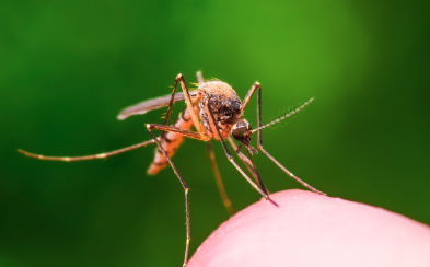 Dengue en Coahuila: más de tres mil casos con 19 decesos, 11 de ellos en La Laguna