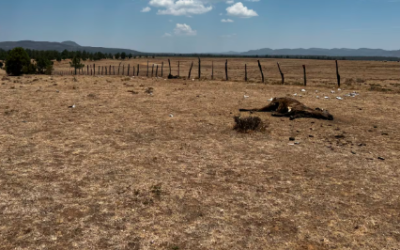 Últimas lluvias no sirvieron para aminorar sequía en Coahuila y Durango