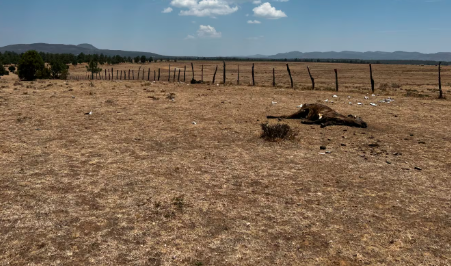Últimas lluvias no sirvieron para aminorar sequía en Coahuila y Durango