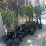 Por temporada, Ayuntamiento de Gómez Palacio concluye campaña de reforestación
