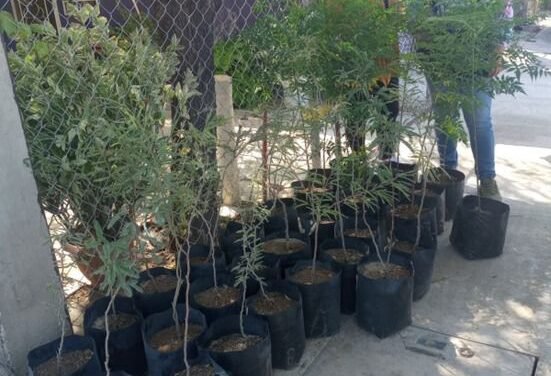 Por temporada, Ayuntamiento de Gómez Palacio concluye campaña de reforestación