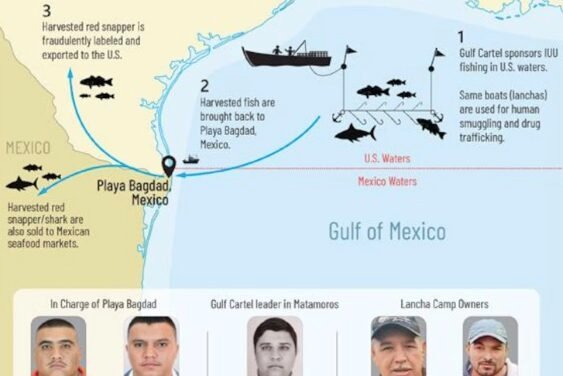 Huachinangos y narcotráfico: el Cártel del Golfo amplía su imperio ilegal en México