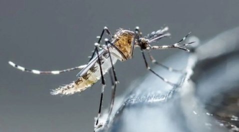 El dengue se expande a nuevas regiones de México: ¿Por qué es más grave que nunca?