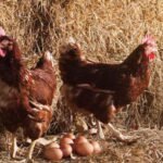 ¿Qué fue primero el huevo o la gallina? Universidad de Ginebra podría tener la respuesta