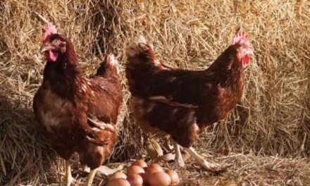 ¿Qué fue primero el huevo o la gallina? Universidad de Ginebra podría tener la respuesta