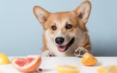 ¿Qué frutas pueden comer los perros y cuáles evitar?