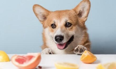 ¿Qué frutas pueden comer los perros y cuáles evitar?