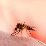 Dengue en Coahuila: la crisis sanitaria que continúa creciendo