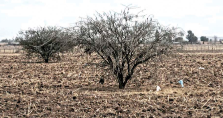 Sequía disminuye en Durango, pero continúa ´castigando´ a Coahuila: frío preocupa