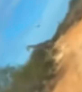 ¡Como en Madagascar! En Coahuila aparecen jirafas recorriendo el desierto