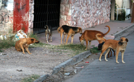 Esta Navidad no regales un perrito, mejor adopta: hay casi 100 mil callejeros en Torreón