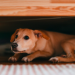 Estas fiestas decembrinas, no uses pirotecnia, cuida a los perritos