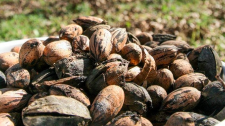 Auge en el precio de la nuez beneficia a productores de San Pedro, Coahuila