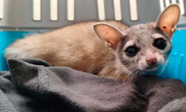 Rescatan a cacomixtle en Plaza de la Tecnología de Gómez Palacio: buscaba regalos