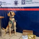 Perro policía de Torreón detecta marihuana en empresa de paquetería J&T EXPRESS