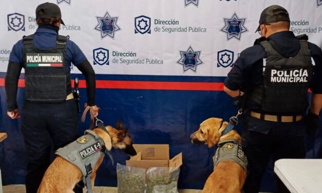 Unidad Canina de Torreón detecta marihuana en empresa de paquetería