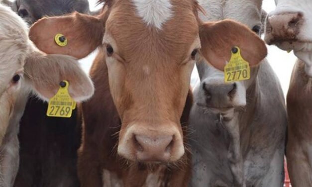 Estados Unidos reabre la frontera para el ganado mexicano tras acuerdo sanitario