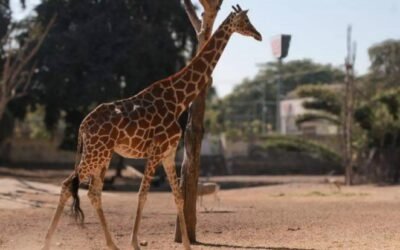 Desaparición de jirafa en el Zoológico de Culiacán genera ola de memes y especulaciones