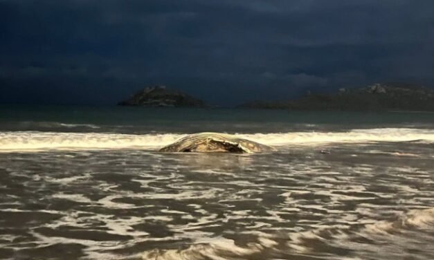 Dos ballenas muertas en Mazatlán: Llaman a reactivar el Comité de Varamiento Marino