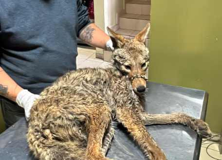 Ecología de Gómez Palacio rescata dos coyotes en plena ciudad