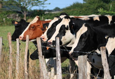 Policiaca: Vaca mata de una a patada a campesino en Durango