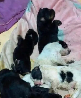 Mamá perrita murió protegiendo a sus bebés de un incendio provocado en Coahuila