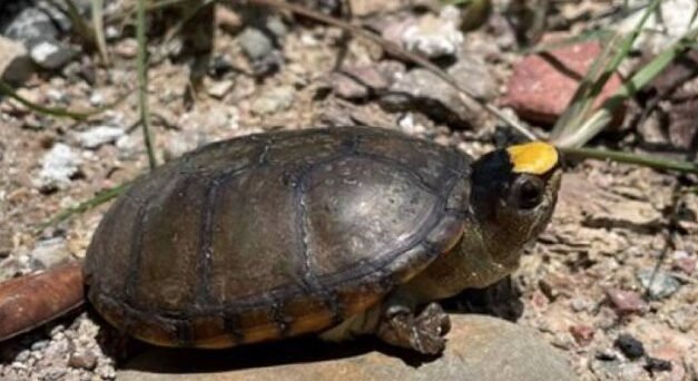 Robo de 55 tortugas Casquito en Puerto Vallarta pone en alerta a las autoridades