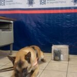 Perro policía de Torreón detecta marihuana en paquetería de J&T Express