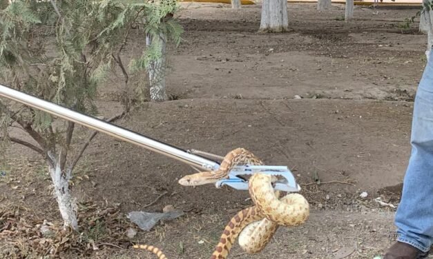 Serpiente jugaba en parque de Gómez Palacio: Ecología la resguarda
