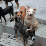 Hoy entran en vigor las sanciones por maltrato animal en Torreón