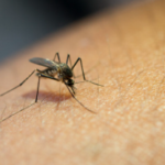 Dengue en Torreón va a ser más peligroso: piden combatirlo eficazmente