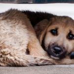 Atan a perro a ventana y muere asfixiado en Laguna de Coahuila