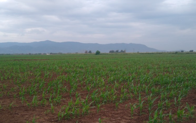 Con 50% menos de agua, campesinos de La Laguna tendrán miniciclo agrícola