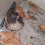 Pato aparece en cochera de Torreón: Bomberos lo resguardan